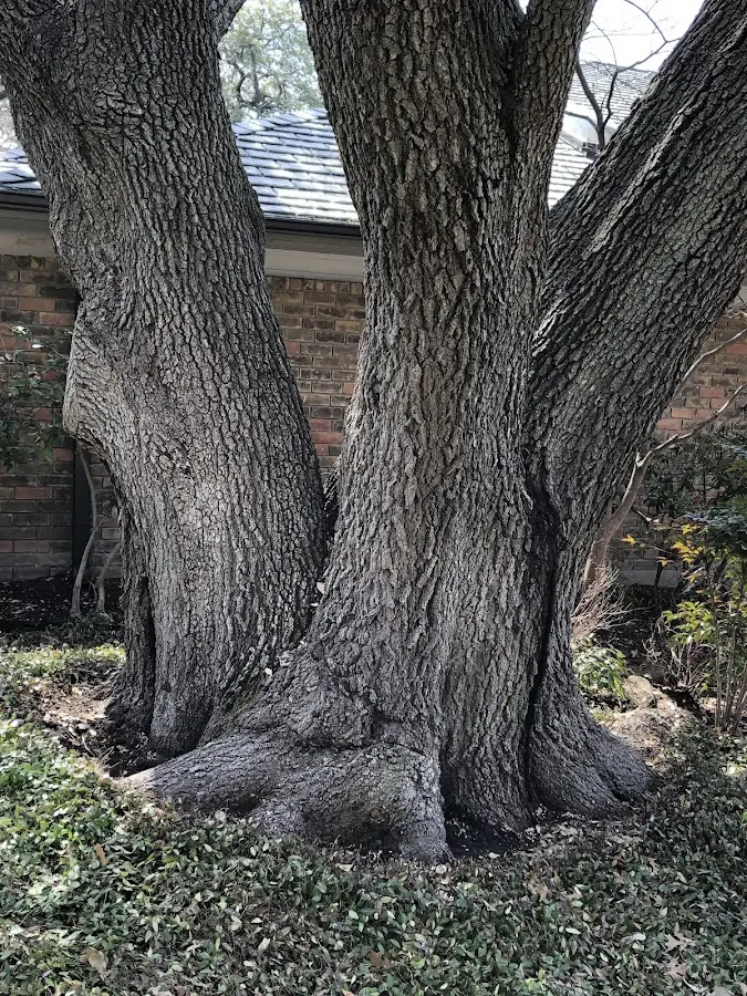 Mature heritage tree close to a Forestville property cared for by certified arborists